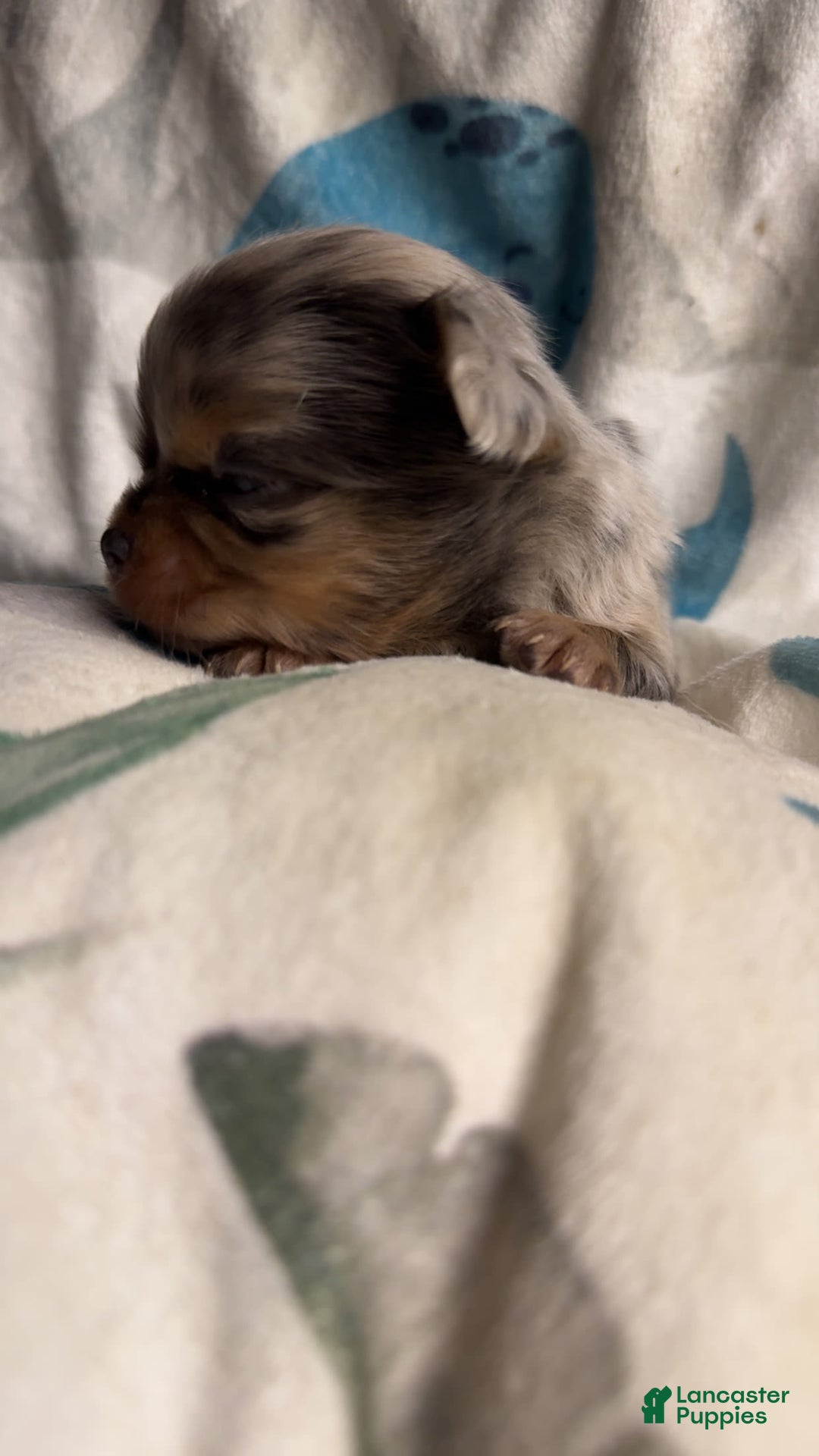 Chihuahua dogs for sale: Lucky - Image 4