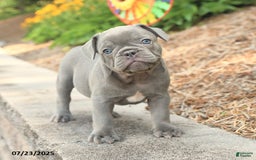 Frenchton dogs for sale: Riker - Image 1