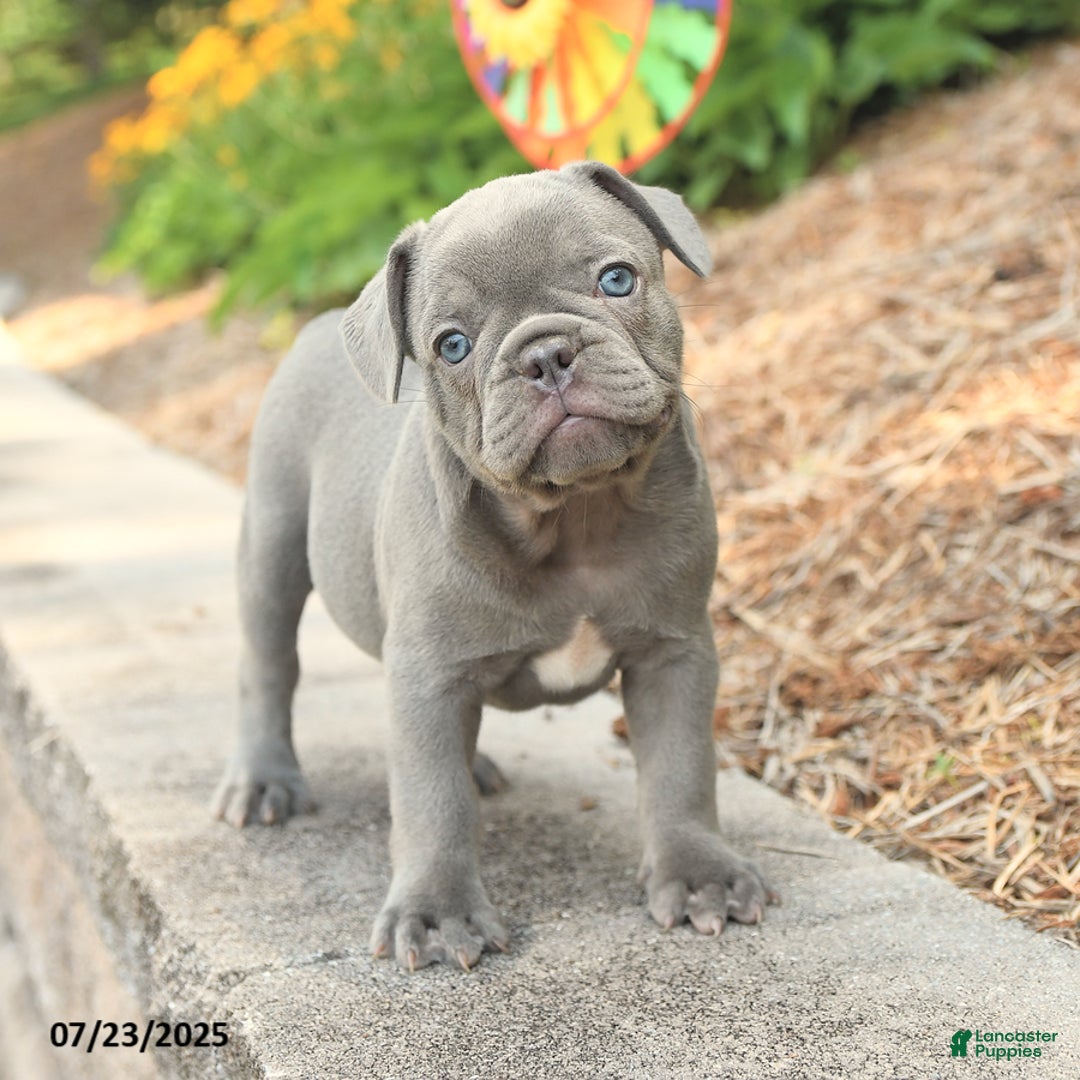 Frenchton dogs for sale: Riker - Image 1