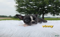 Boston Terrier dogs for sale: Vinny - Image 4