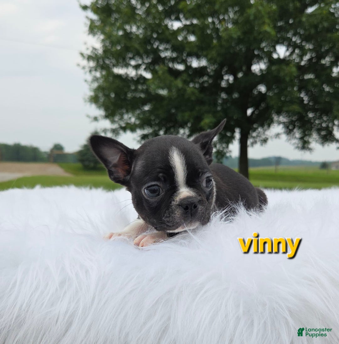 Boston Terrier dogs for sale: Vinny - Image 4