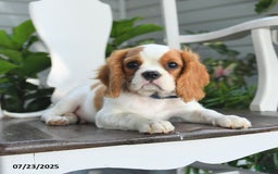 Cavalier King Charles Spaniel dogs for sale: Farley - Image 10