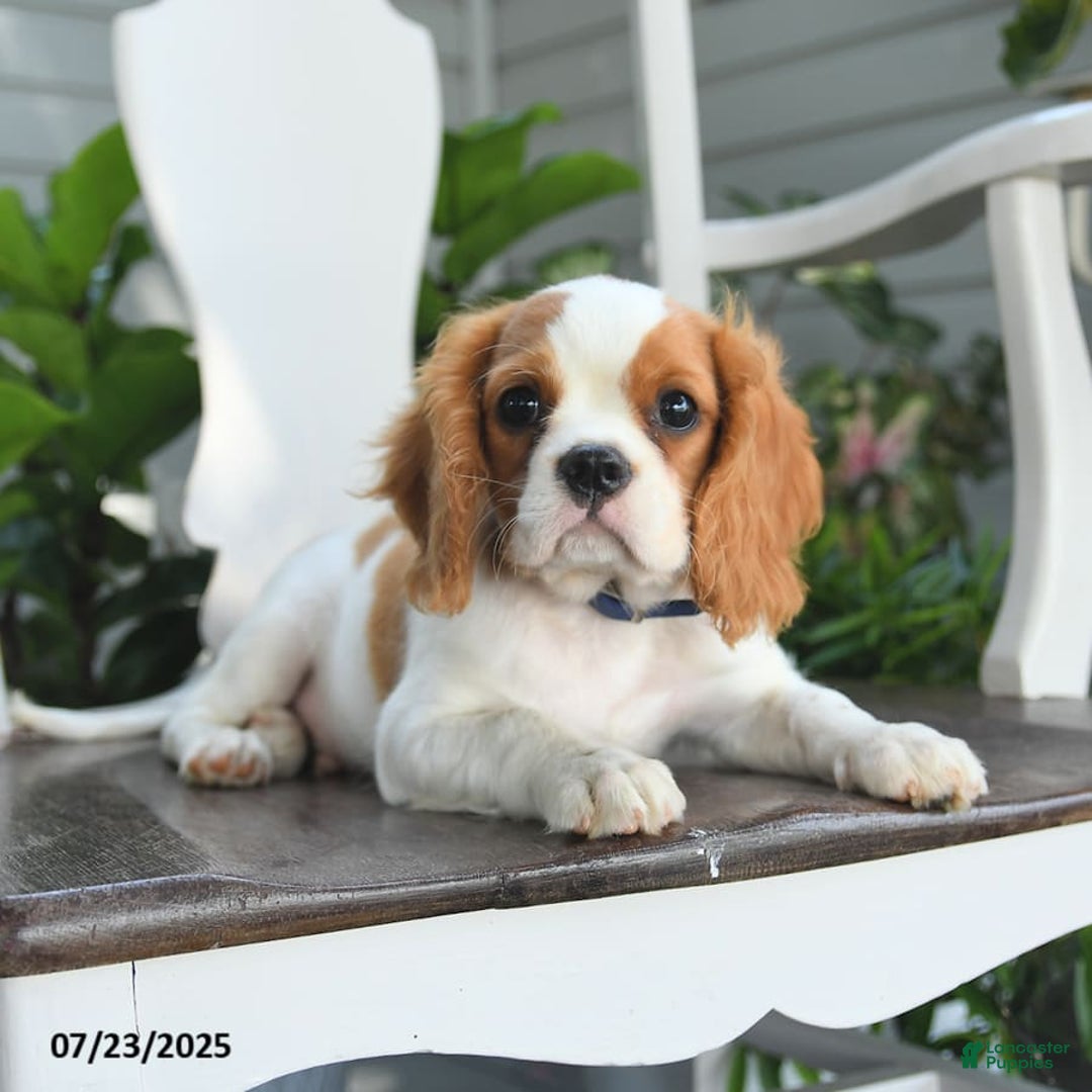 Cavalier King Charles Spaniel dogs for sale: Farley - Image 10