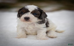 Cavapoo dogs for sale: Timon - Image 17