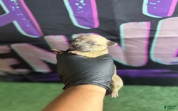 American Bully dogs for sale: American Bully 7 puppies - Image 1