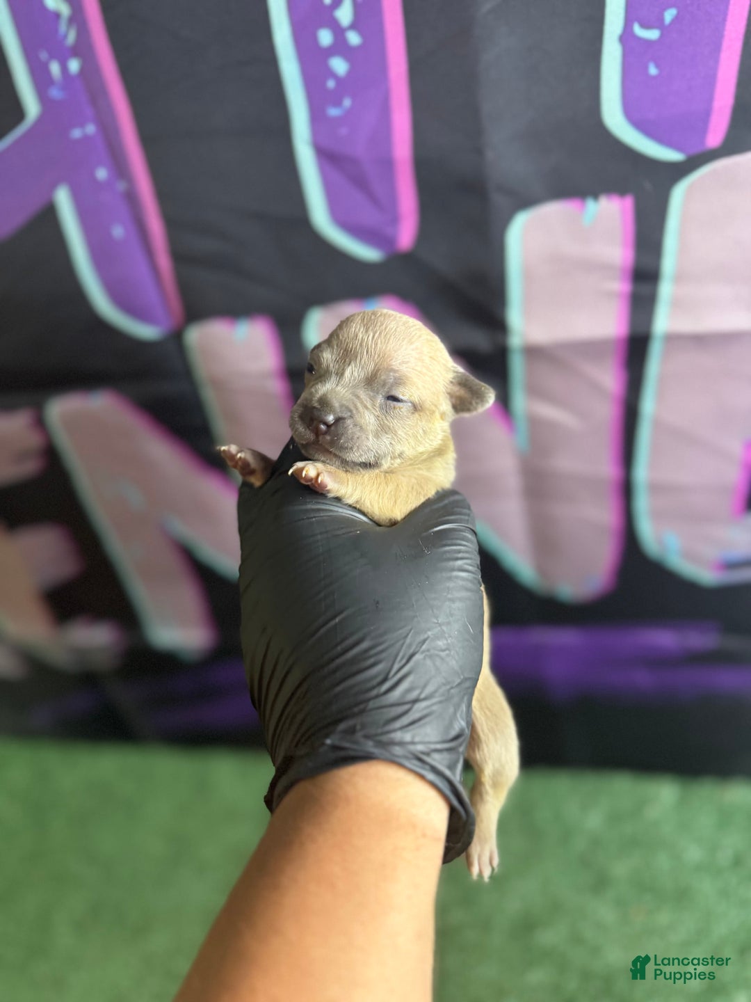 American Bully dogs for sale: American Bully 7 puppies - Image 1