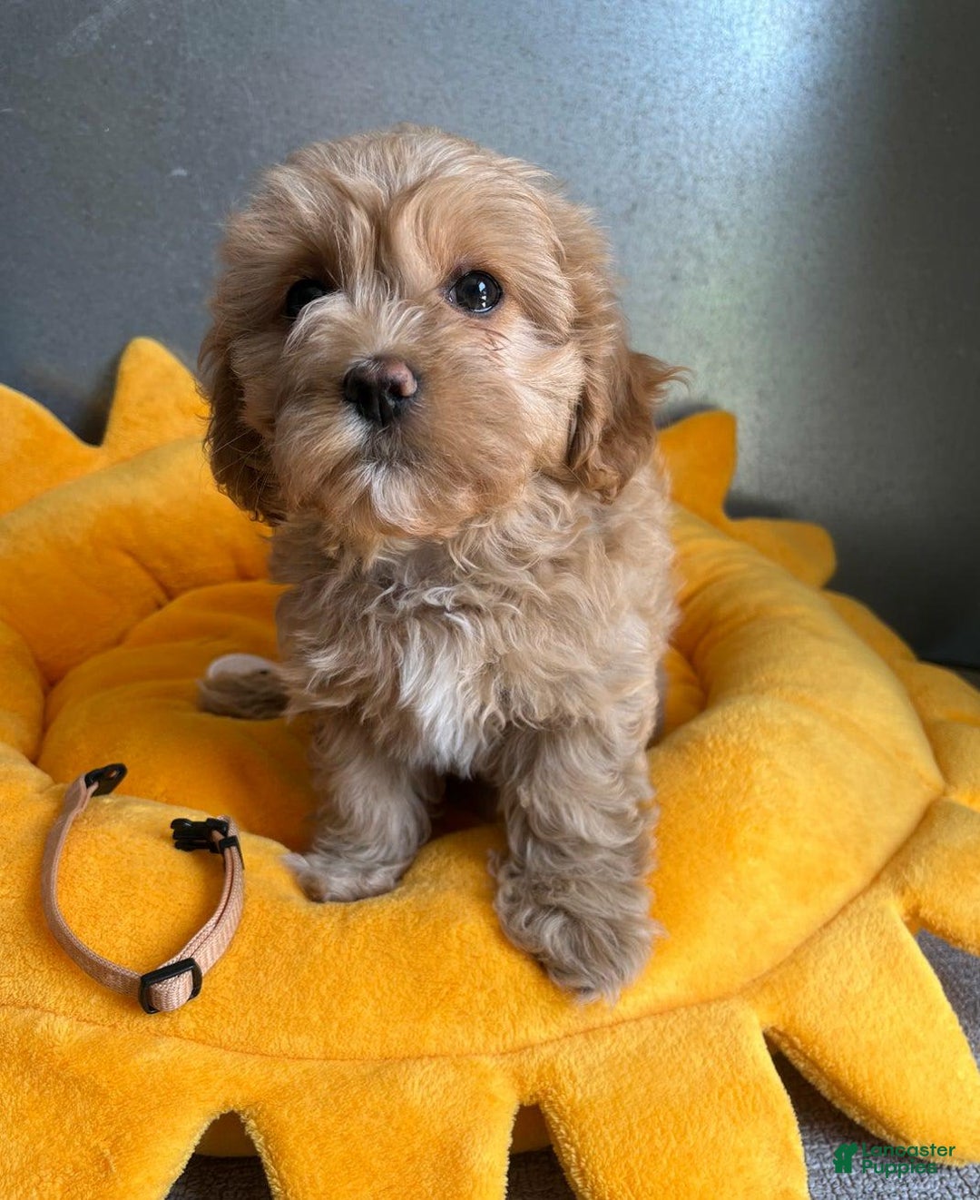 Maltipoo dogs for sale: Nicki - Image 1
