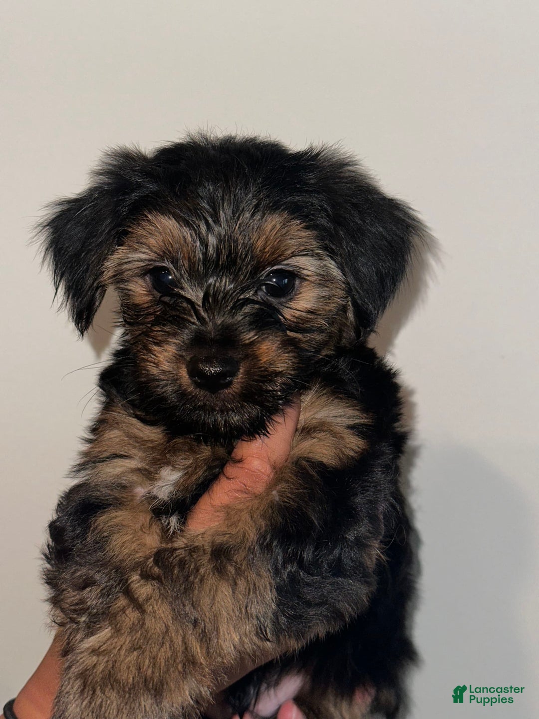 Yorkshire Terrier dogs for sale: Koda - Image 4