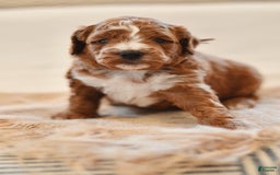 Goldendoodle dogs for sale: Yosemite - Image 6