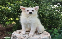 American Eskimo dogs for sale: Stella - Image 2