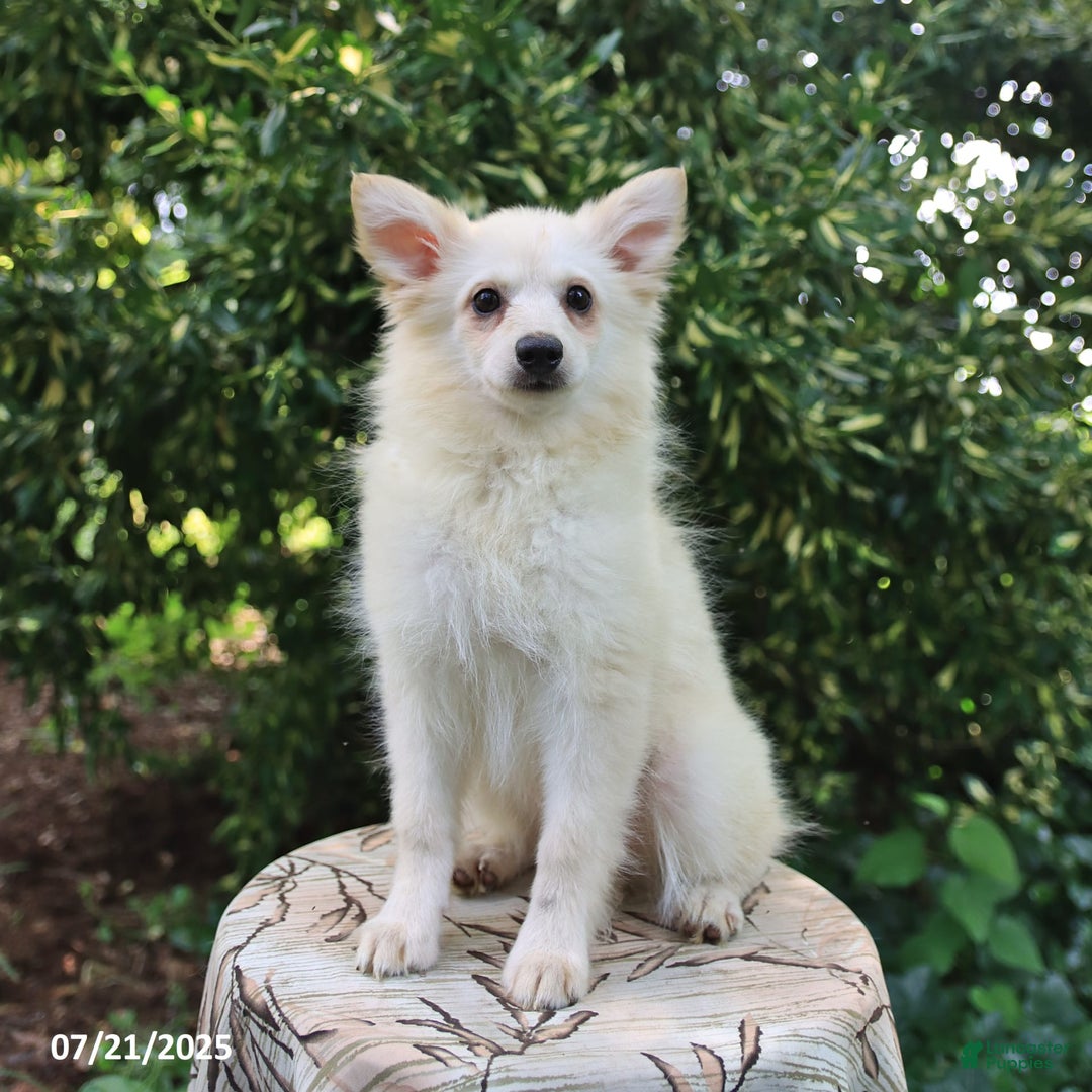 American Eskimo dogs for sale: Stella - Image 2