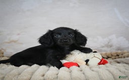 Miniature Dachshund dogs for sale: Poppy - Image 5