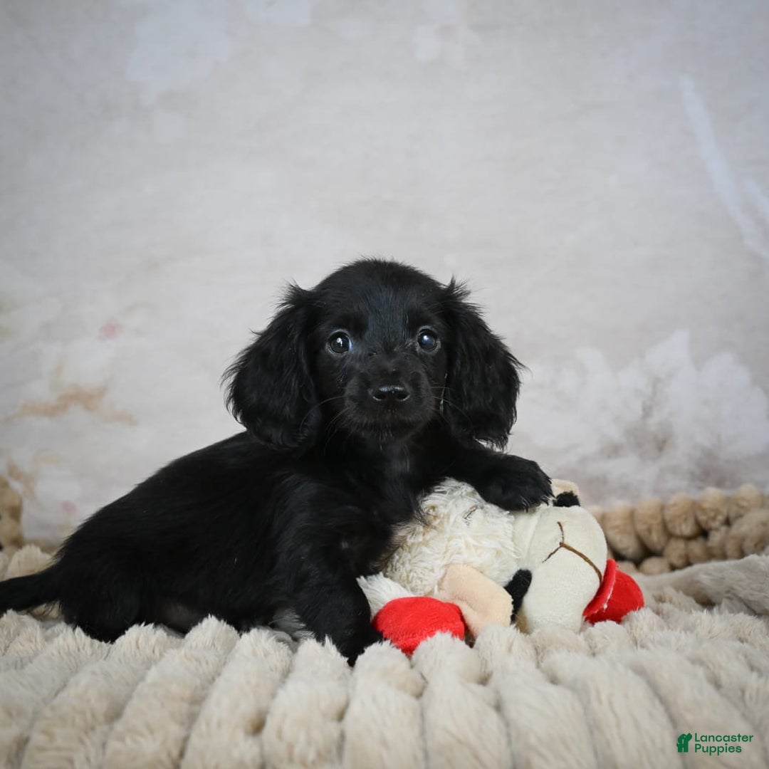 Miniature Dachshund dogs for sale: Poppy - Image 5