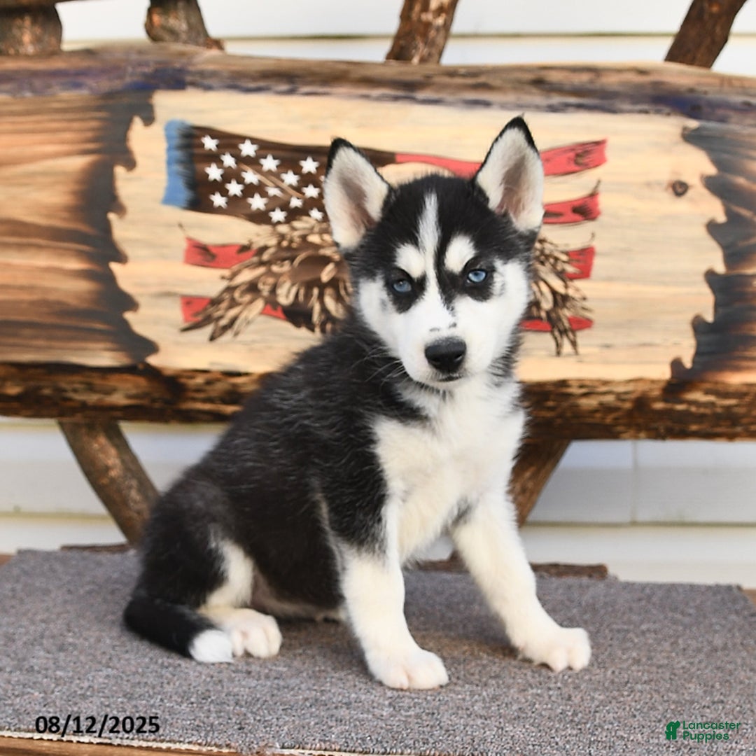 Siberian Husky dogs for sale: Reba - Image 3