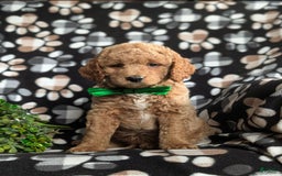  dogs for sale: Mini Goldendoodle 4 puppies - Image 15