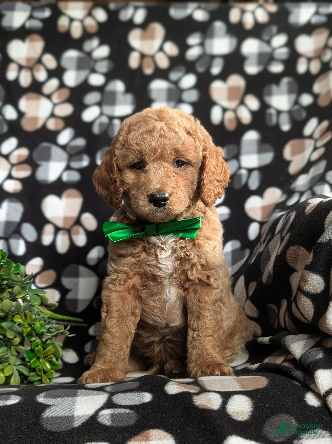  dogs for sale: Mini Goldendoodle 4 puppies - Image 15