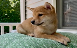 Shiba Inu dogs for sale: Bear - Image 3