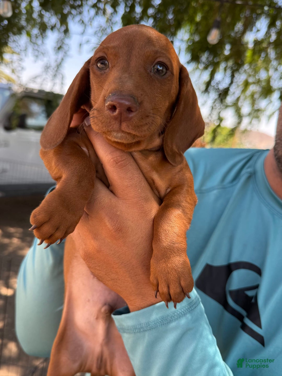 Miniature Dachshund dogs for sale: Otto - Image 9