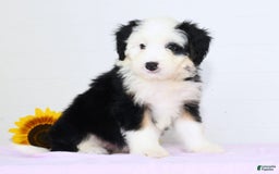 Mini Bernedoodle dogs for sale: Snow White - Image 5