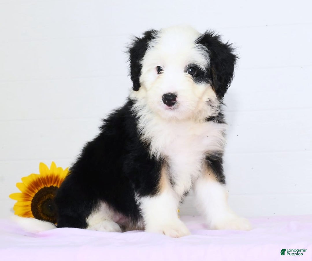 Mini Bernedoodle dogs for sale: Snow White - Image 5