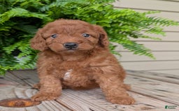 Mini Goldendoodle dogs for sale: Mini -lilly - Image 16