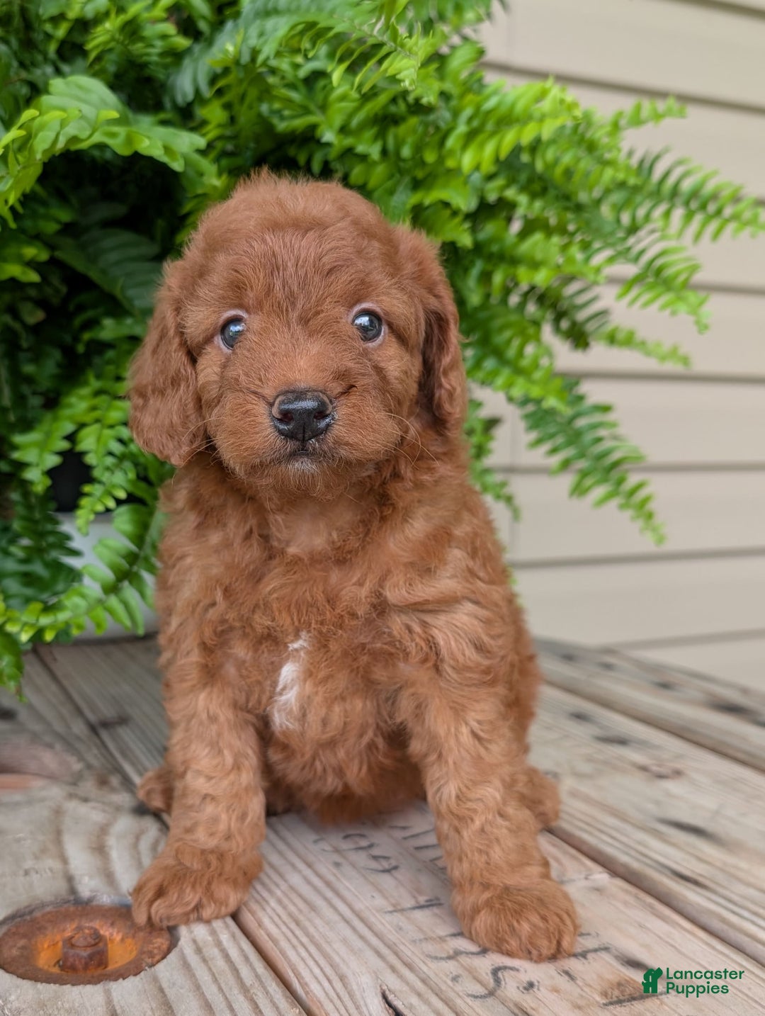 Mini Goldendoodle dogs for sale: Mini -lilly - Image 16
