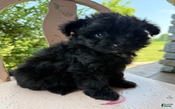 Pomapoo dogs for sale: Maddy - Image 8