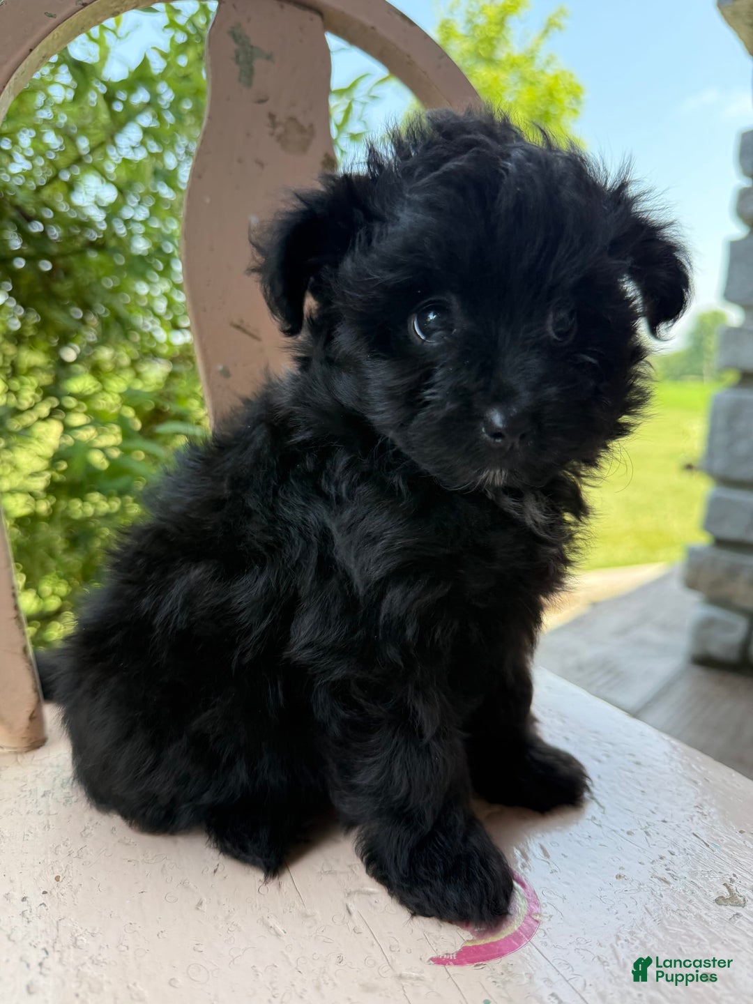 Pomapoo dogs for sale: Maddy - Image 8