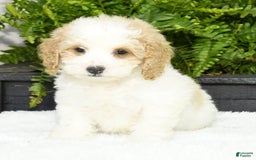 Cavapoo dogs for sale: Uriah - Image 5