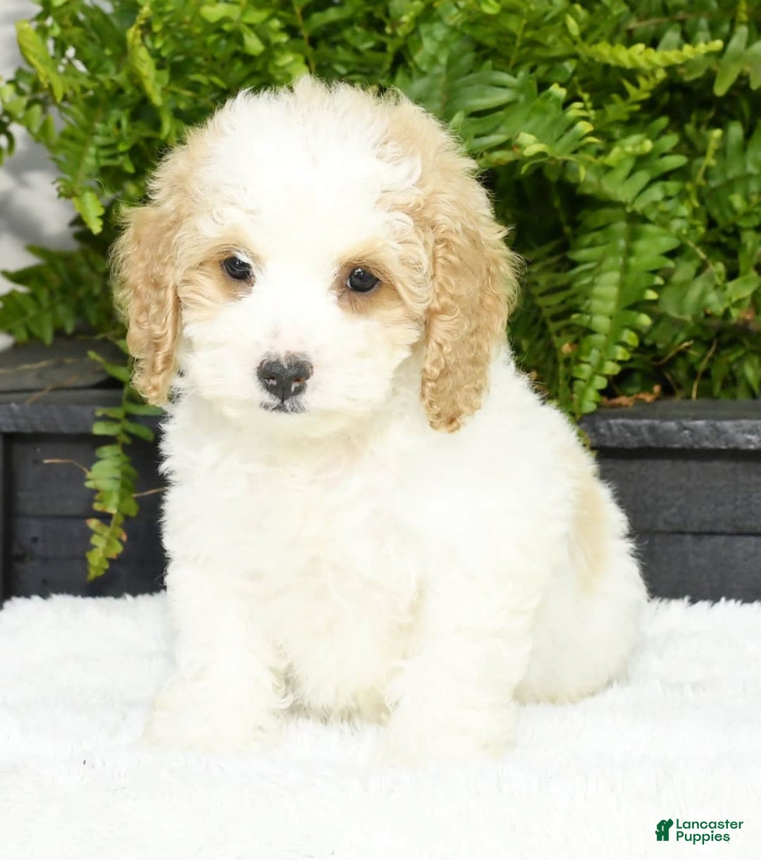 Cavapoo dogs for sale: Uriah - Image 5