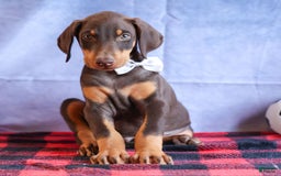 Doberman Pinscher dogs for sale: Duke - Image 17