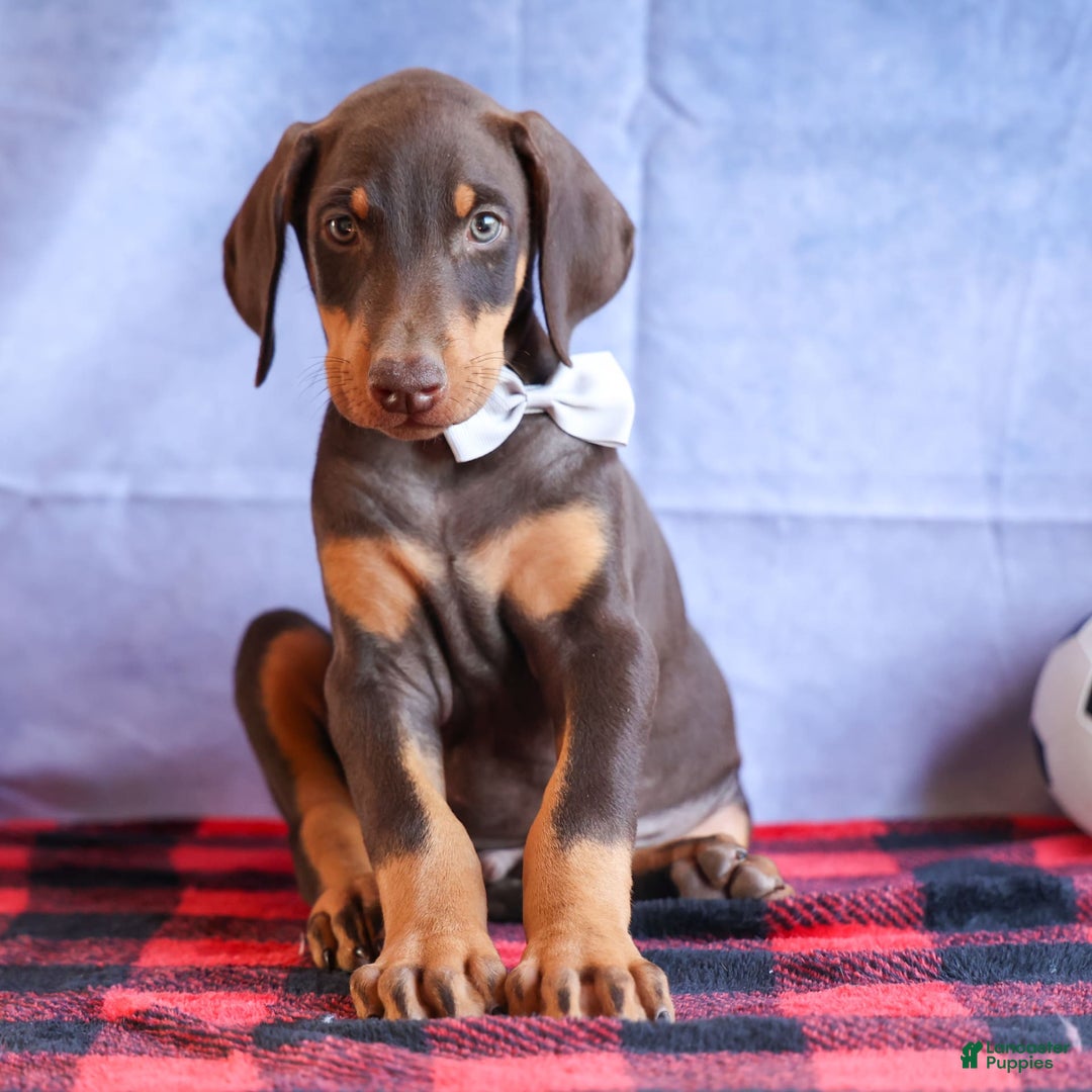 Doberman Pinscher dogs for sale: Duke - Image 17