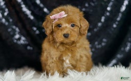 Maltipoo dogs for sale: Georgia - Image 4