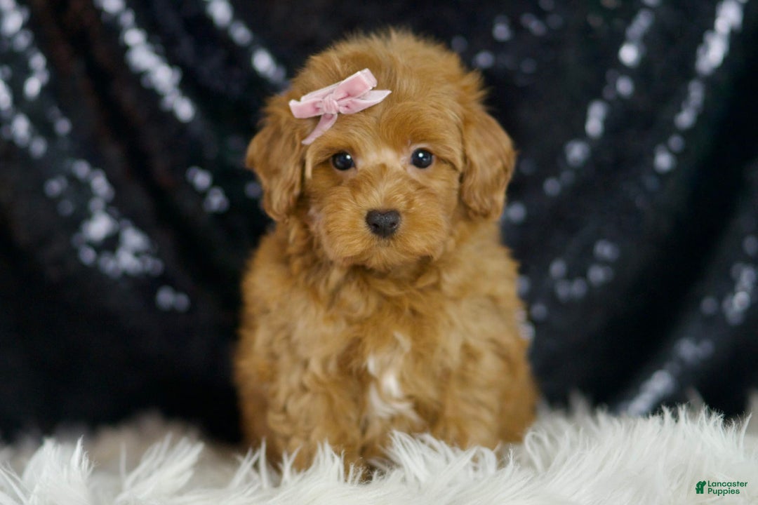 Maltipoo dogs for sale: Georgia - Image 4