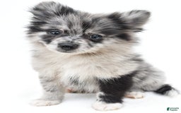 Pomeranian dogs for sale: Dolly - Image 1