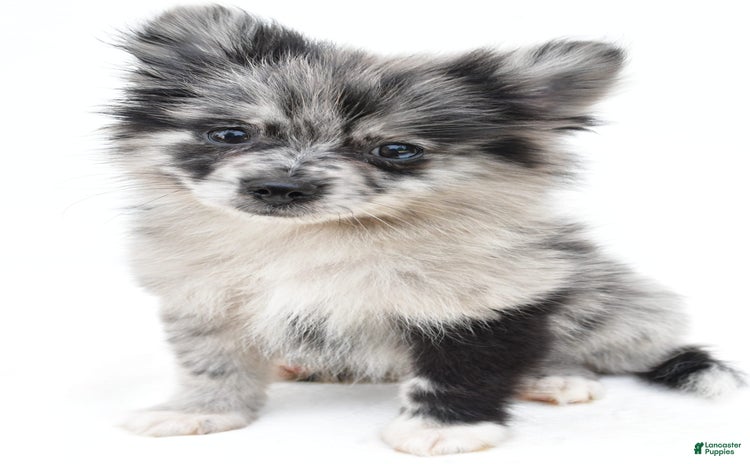 Pomeranian dogs for sale - Ad 1