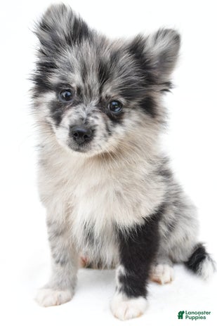 Pomeranian dogs for sale - Ad 1