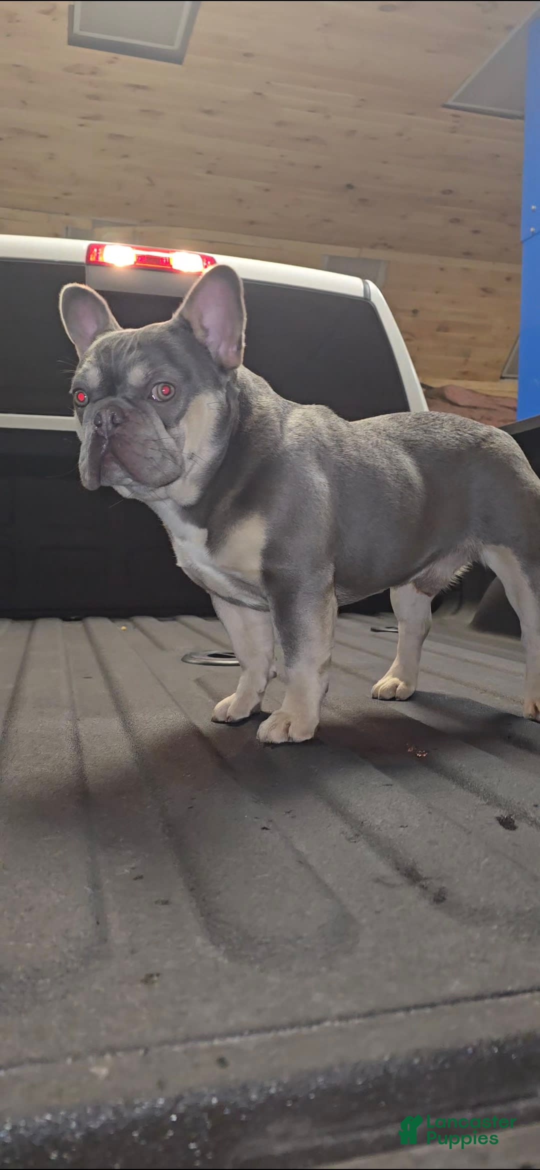 French Bulldog dogs for sale: Rolex - Image 10