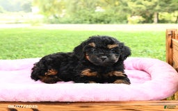 Miniature Poodle dogs for sale: Ellie - Image 4