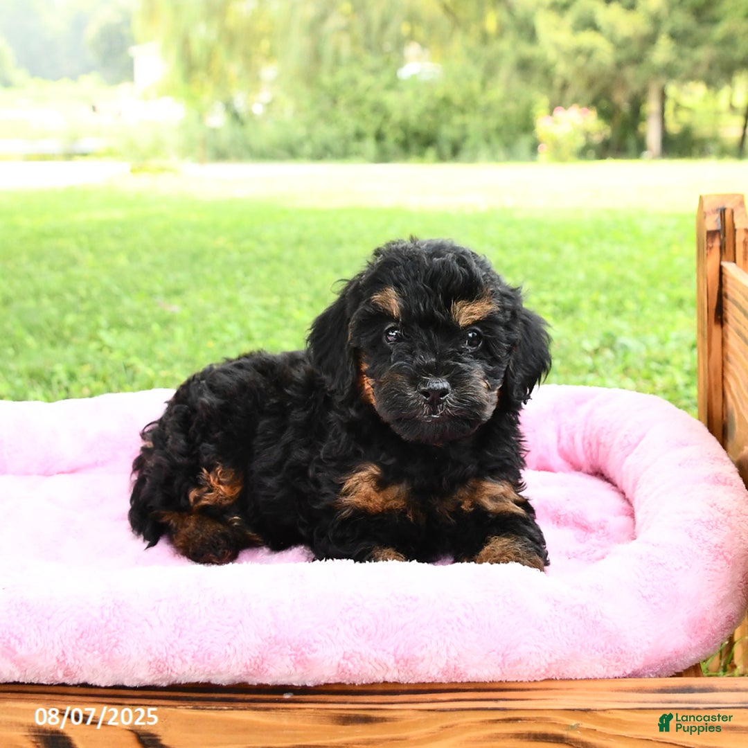 Miniature Poodle dogs for sale: Ellie - Image 4