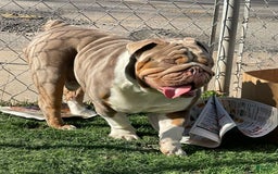 English Bulldog dogs for stud: Gucci - Image 6