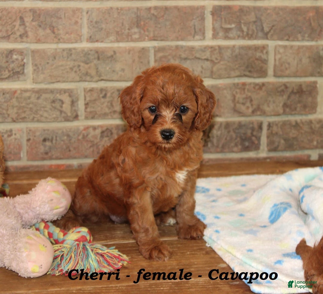 Cavapoo dogs for sale: Cherri - Image 2