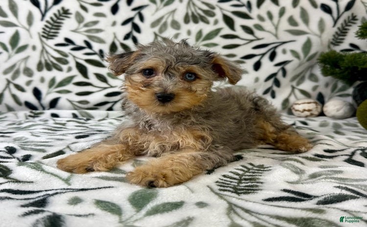 Yorkiepoo dogs - Advert 1