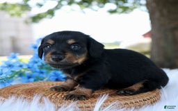 Miniature Dachshund dogs for sale: Sammy - Image 4