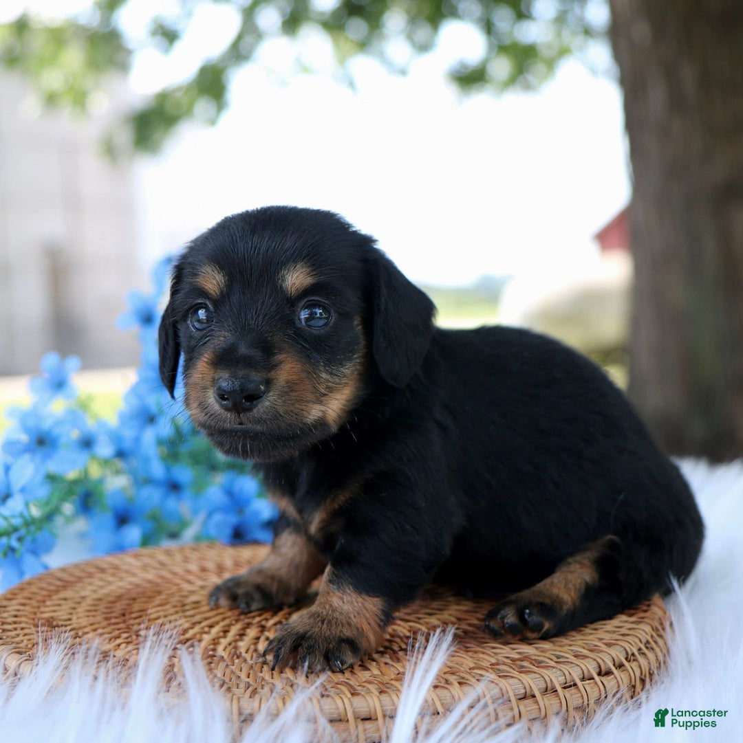 Miniature Dachshund dogs for sale: Sammy - Image 4