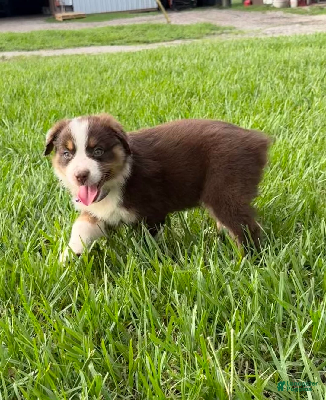 Australian Shepherd dogs for sale: L-purple - Image 1