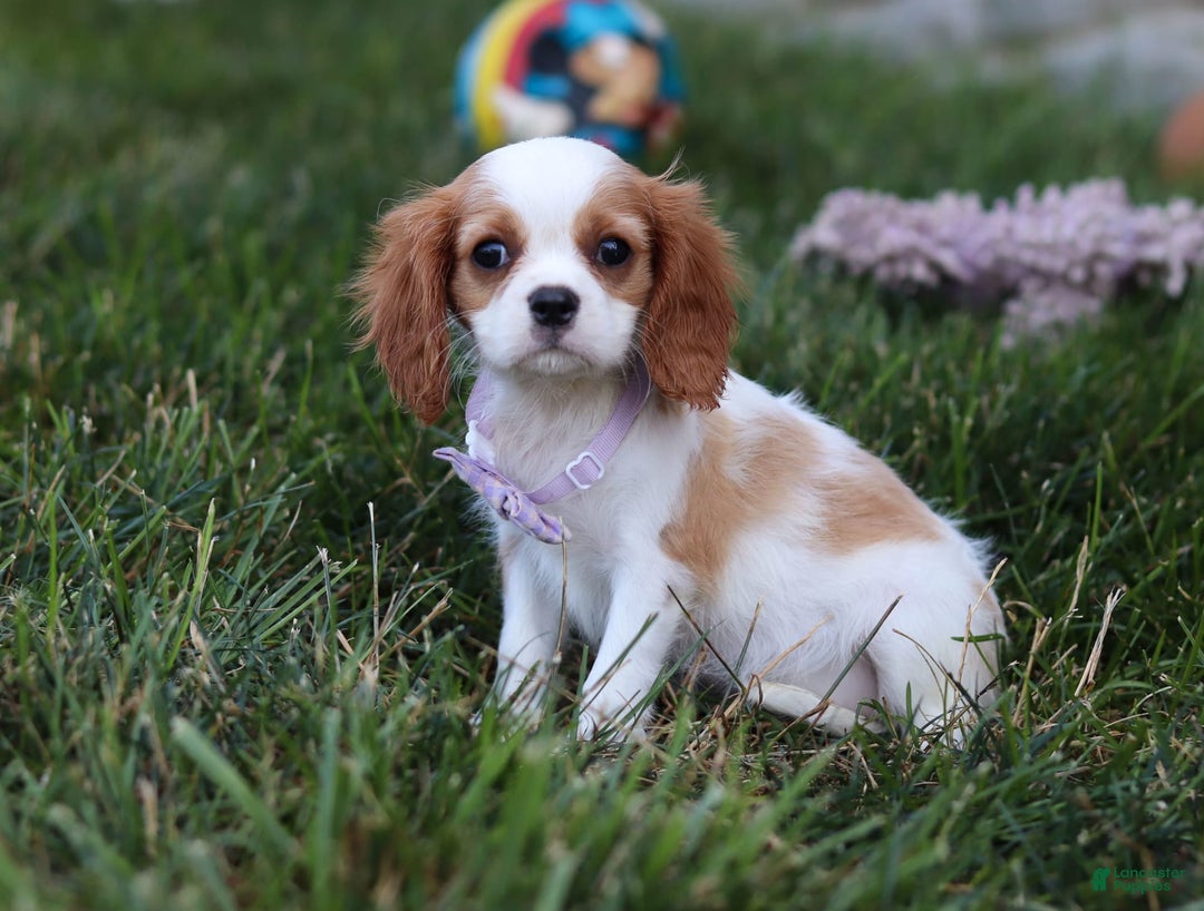 Cavalier King Charles Spaniel dogs for sale: Mindy - Image 3