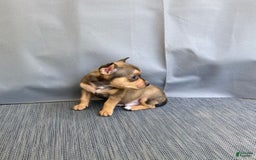 Chihuahua dogs for sale: Remi - Image 12