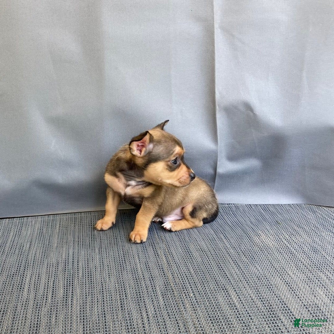 Chihuahua dogs for sale: Remi - Image 12