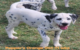 Dalmatian dogs for sale: Peppers Orange Girl - Image 2